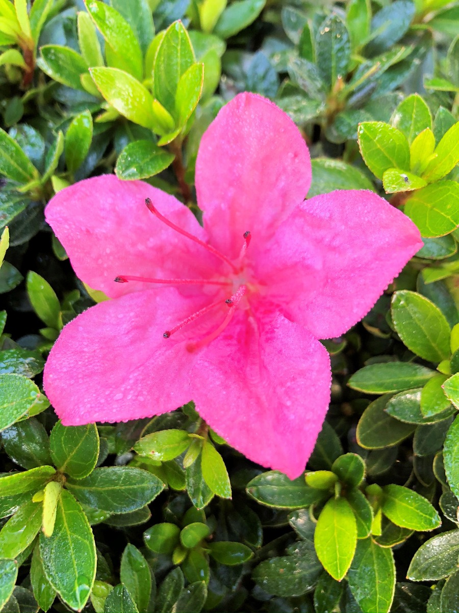 Satsuki 'Chinzan' Satsuki 'Chinzan'