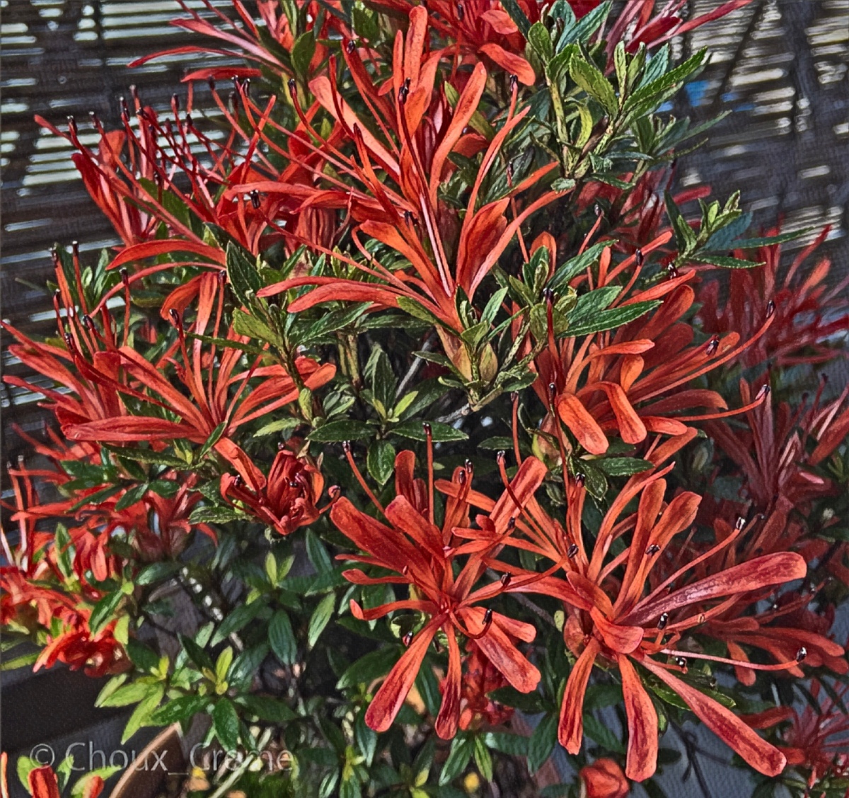 Satsuki 'Kinsai' Satsuki 'Kinsai'