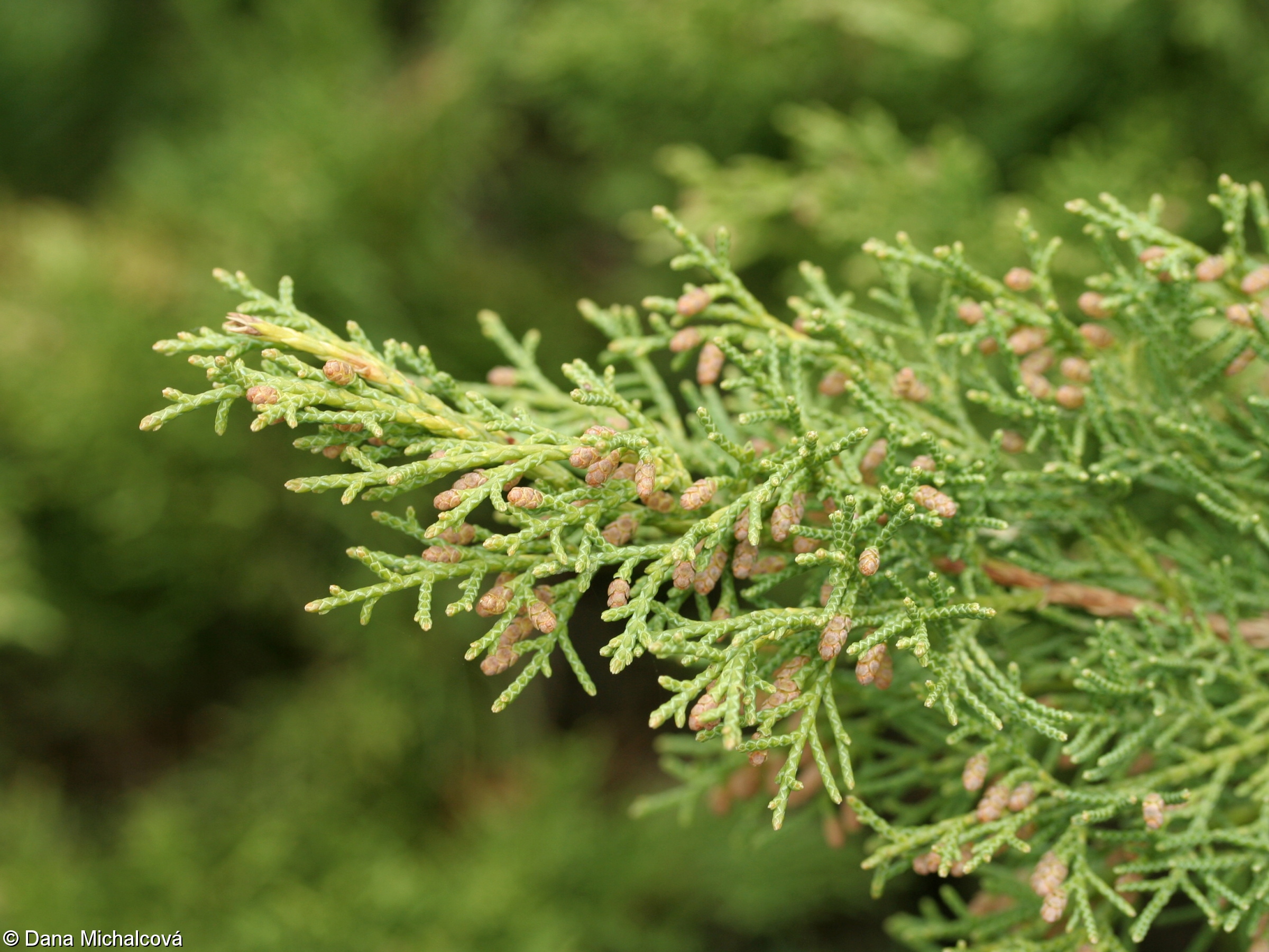 Savin Juniper Savin Juniper