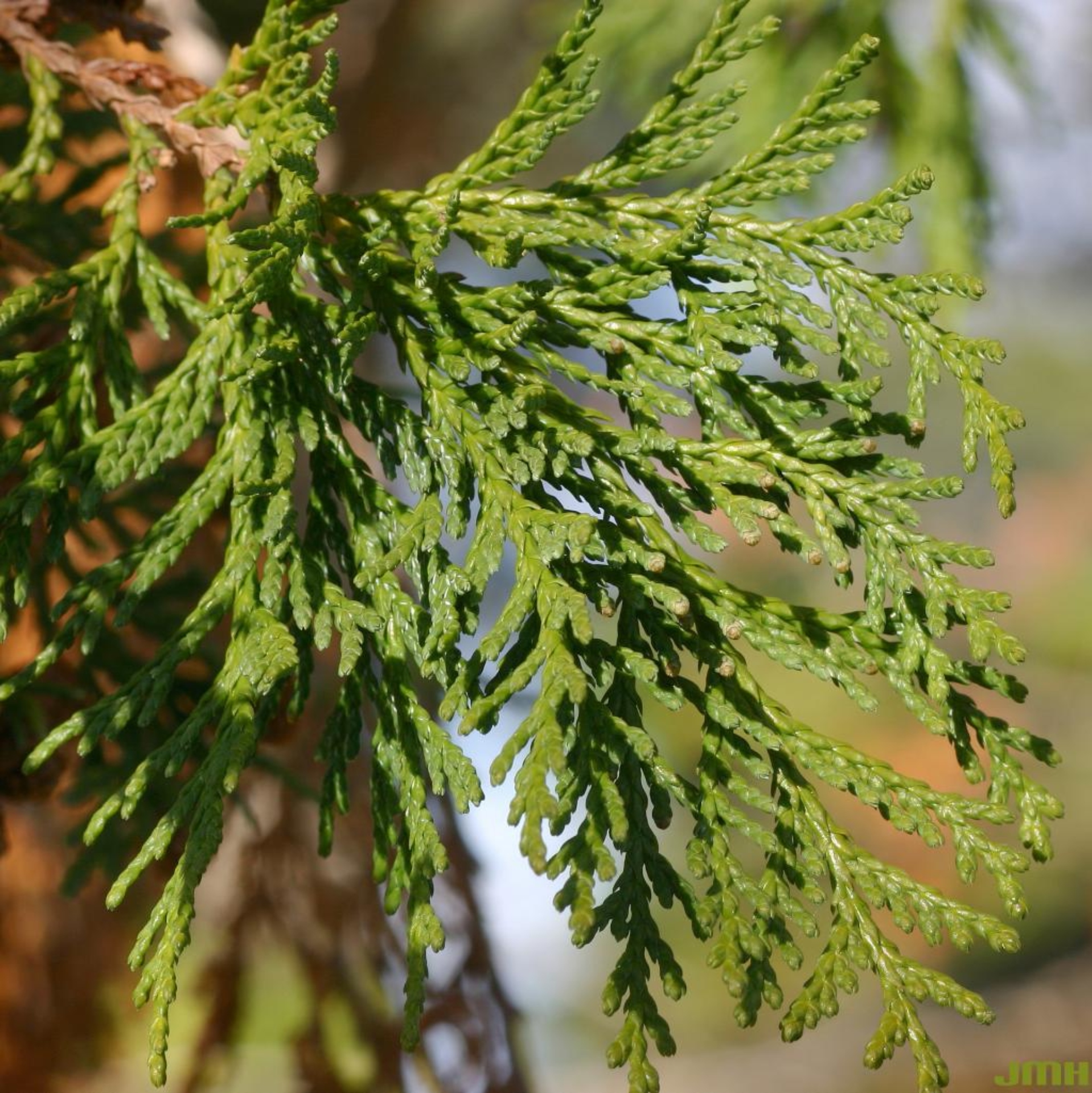 Sawara Cypress Sawara Cypress