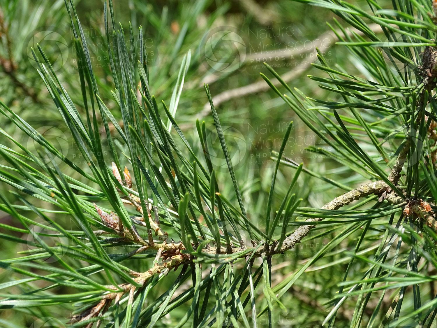 Scots Pine Scots Pine