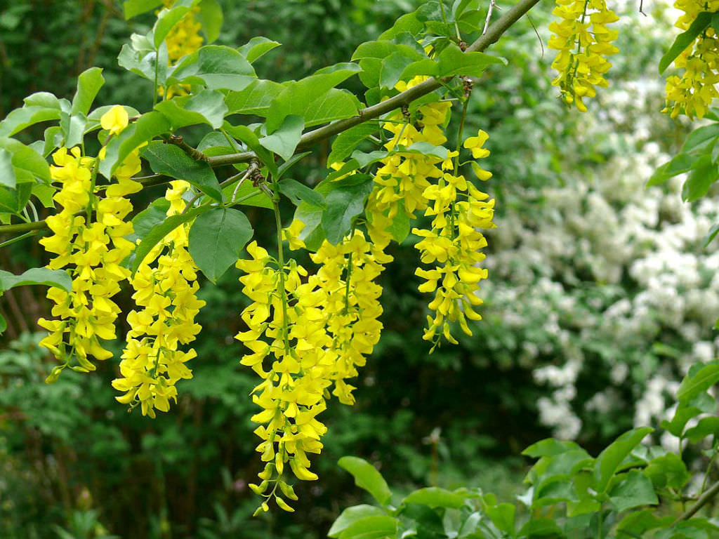 Scottish Laburnum or Golden Rain Tree Scottish Laburnum or Golden Rain Tree