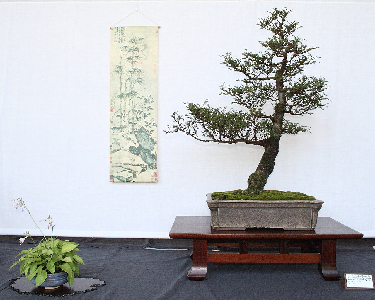 Seiju Elm