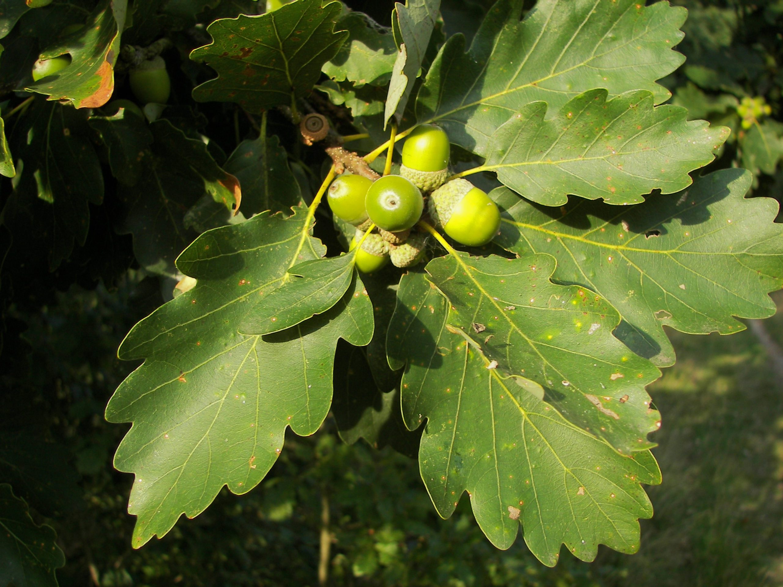 Sessile or Durmast Oak Sessile or Durmast Oak