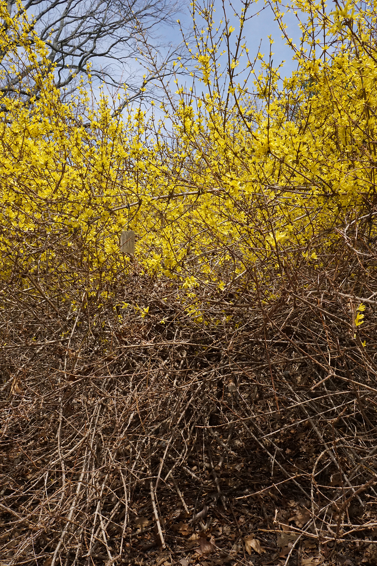 Showy Forsythia