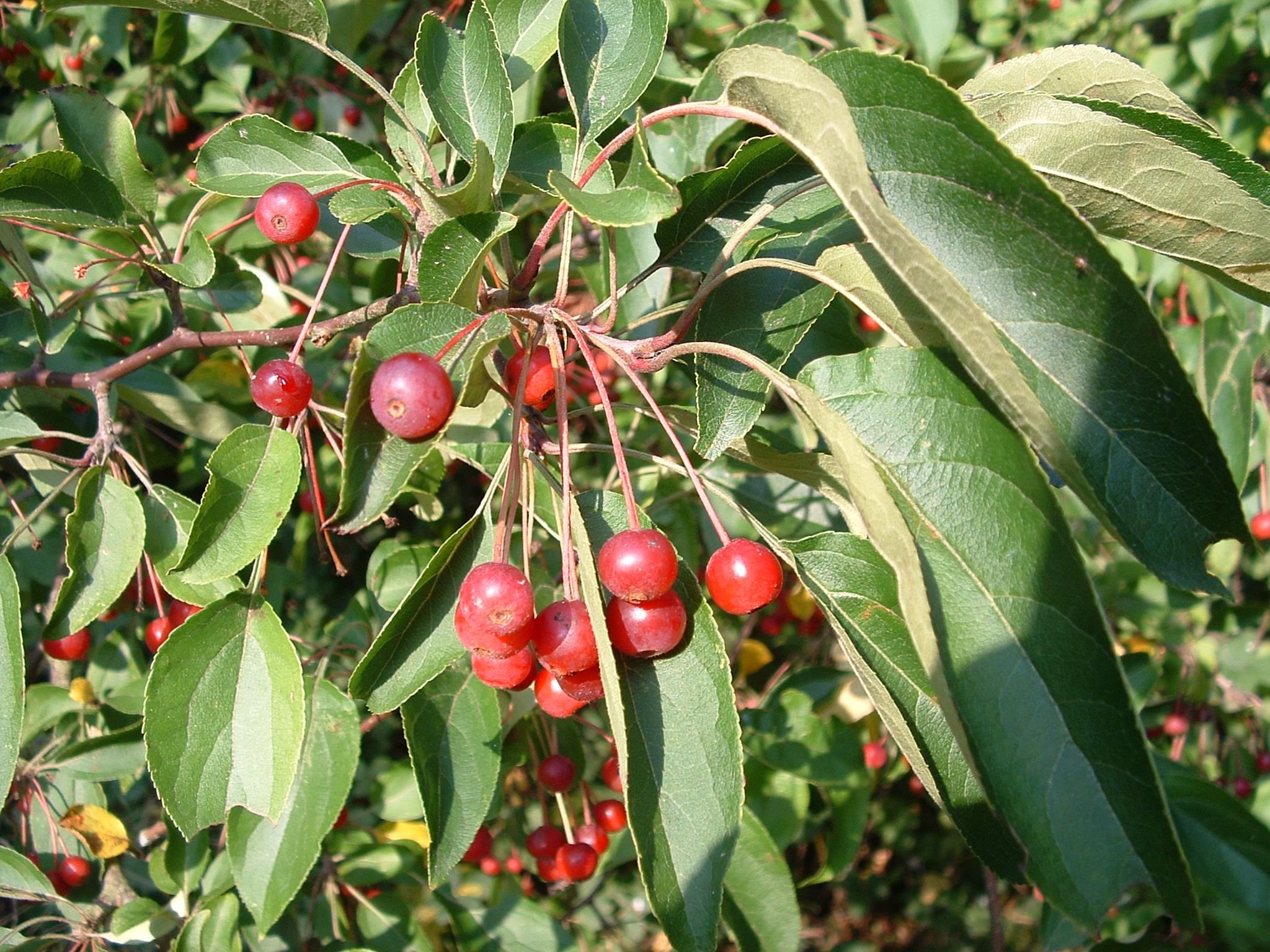 Siberian Crab-Apple Siberian Crab-Apple