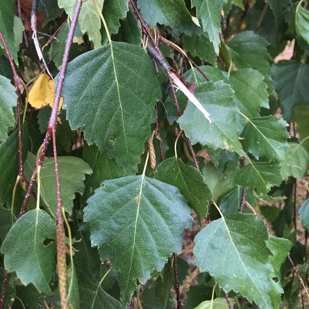 Silver Birch Silver Birch