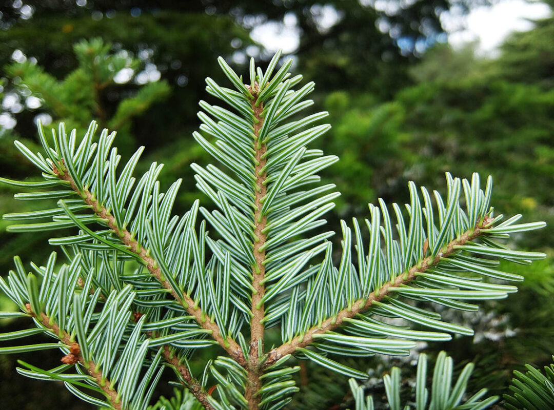 Silver Fir Silver Fir