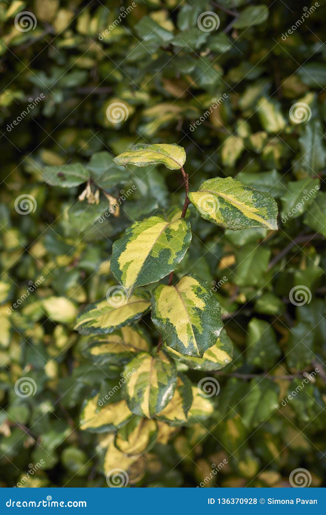 Silverberry Silverberry