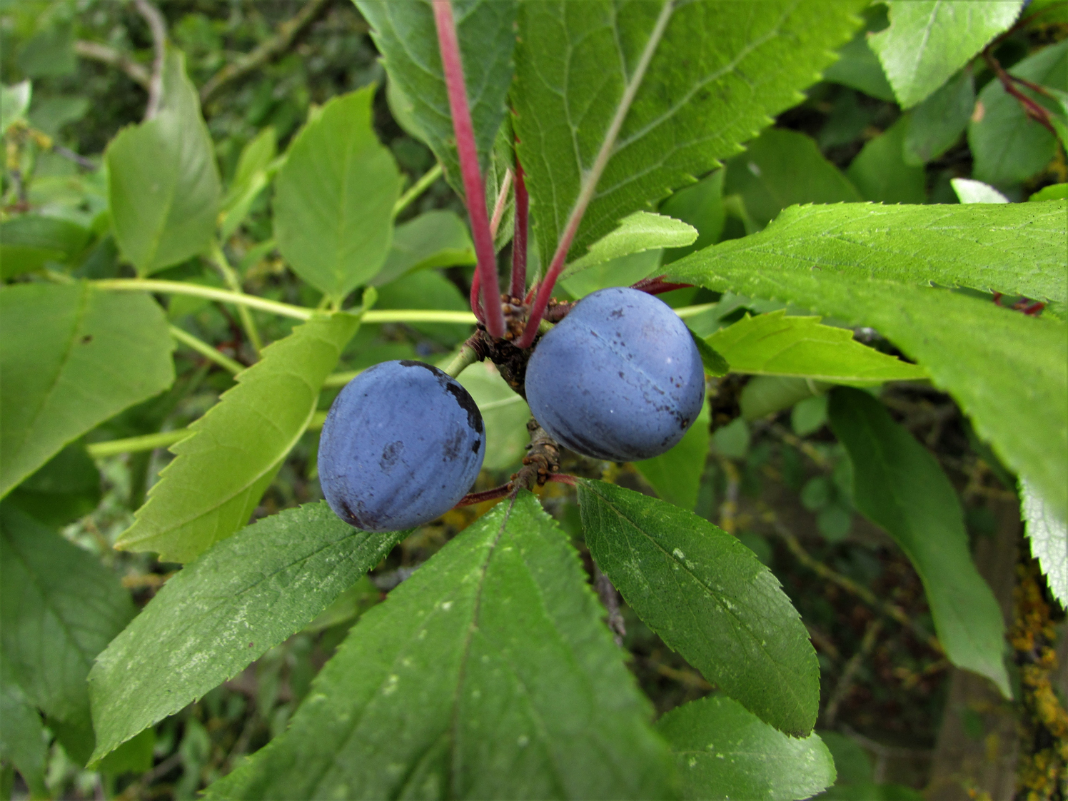 Sloe Sloe