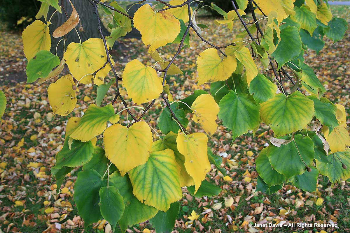 Small-leaved Lime Small-leaved Lime