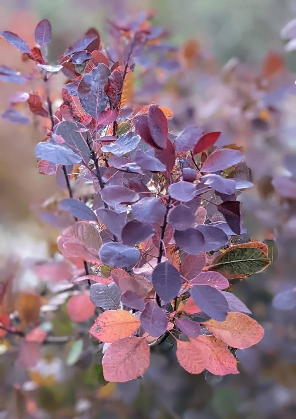Smoke Tree Smoke Tree