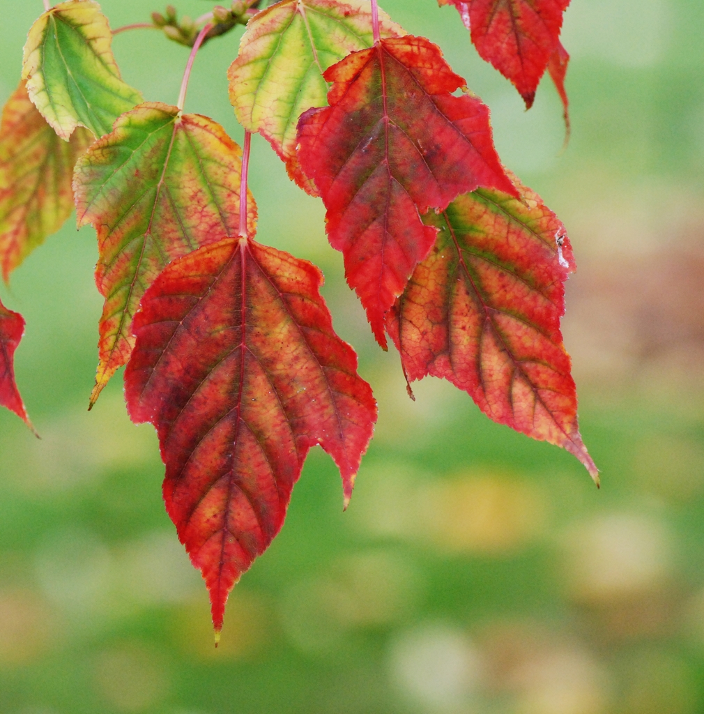 Snake Bark Maple or Pere David's Maple Snake Bark Maple or Pere David's Maple