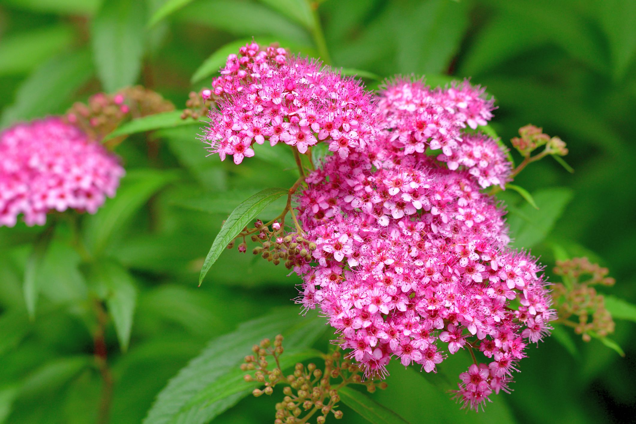 Spiraea Spiraea