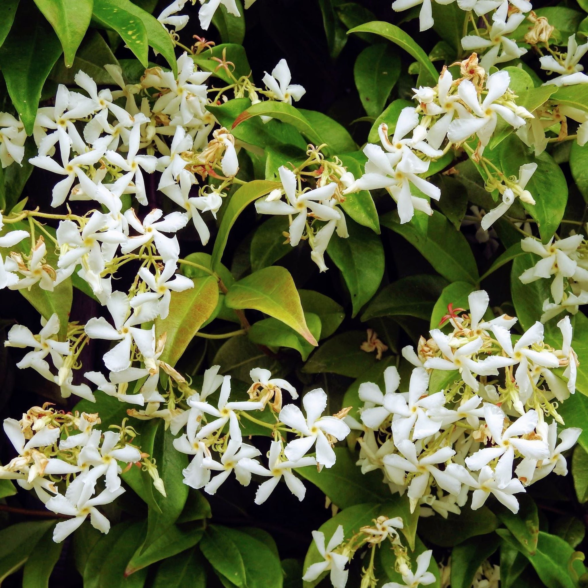 Star Jasmine Star Jasmine