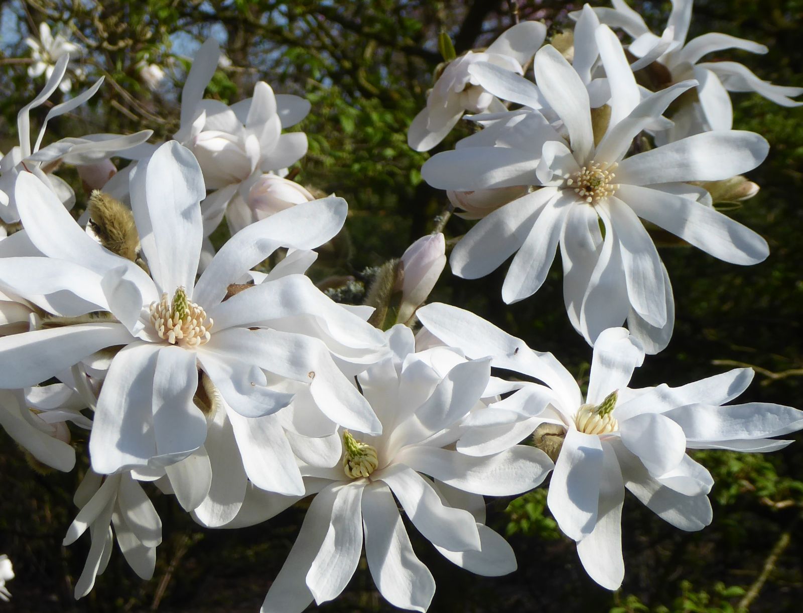 Star Magnolia Star Magnolia