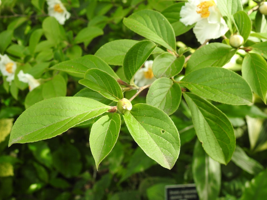 Stewartia Stewartia