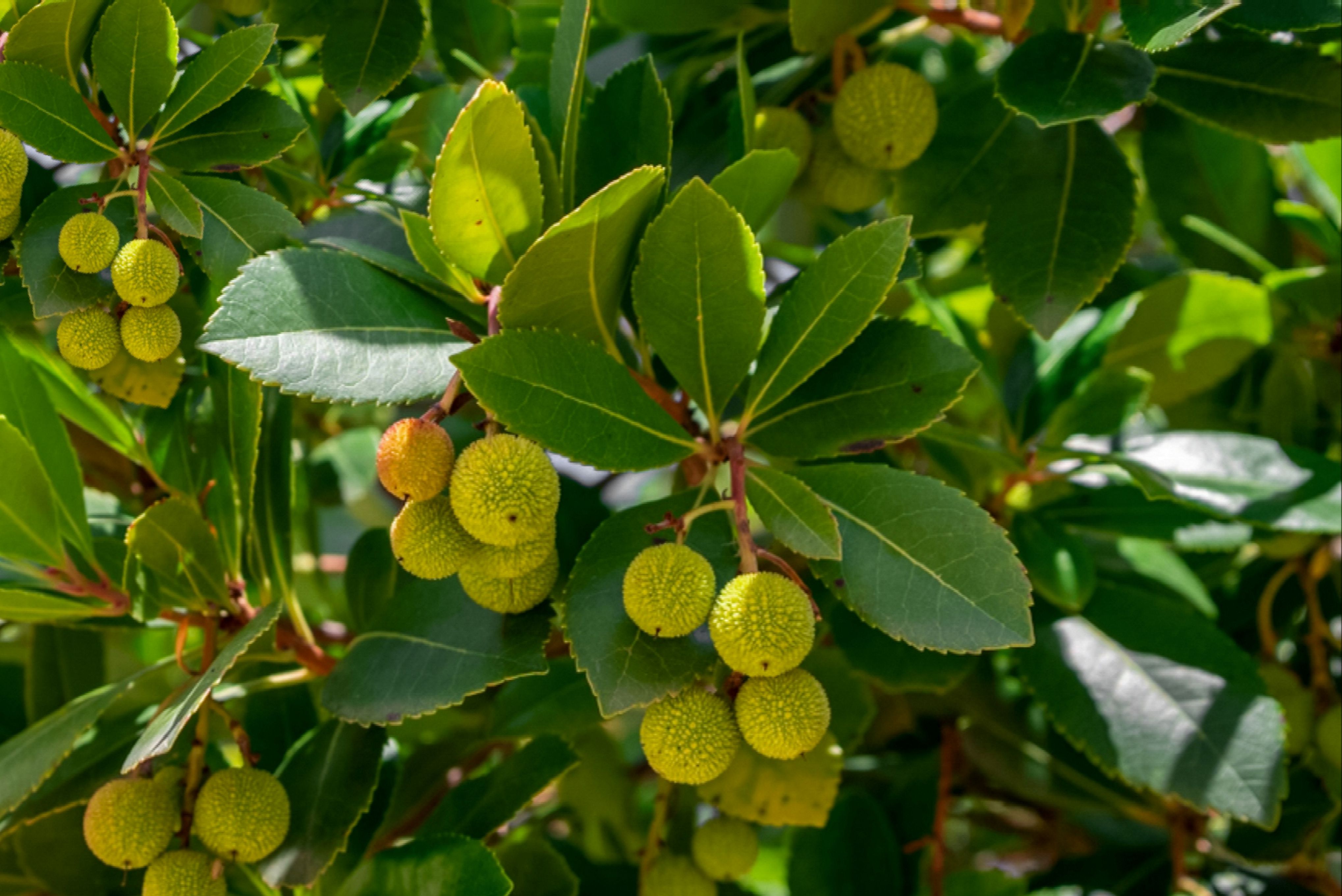Strawberry Tree Strawberry Tree