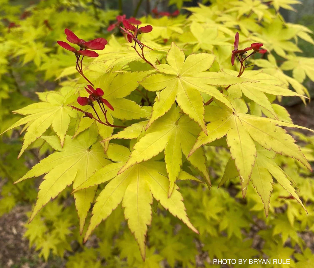 Summer Gold Japanese Maple Summer Gold Japanese Maple