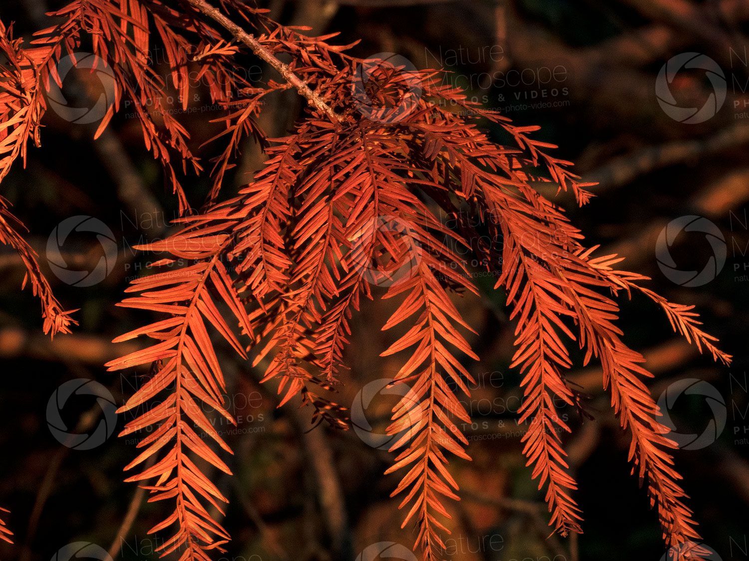 Swamp Cypress Swamp Cypress