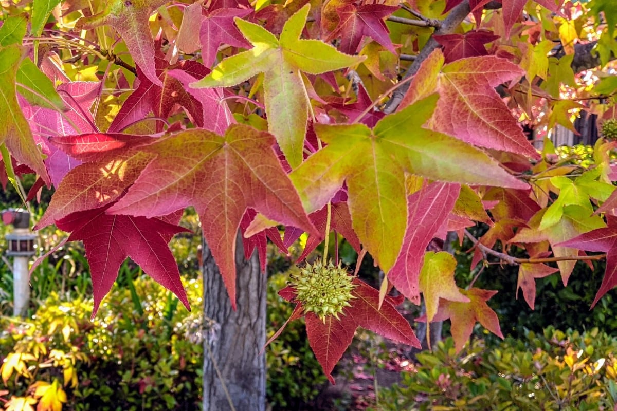 Sweet Gum Sweet Gum