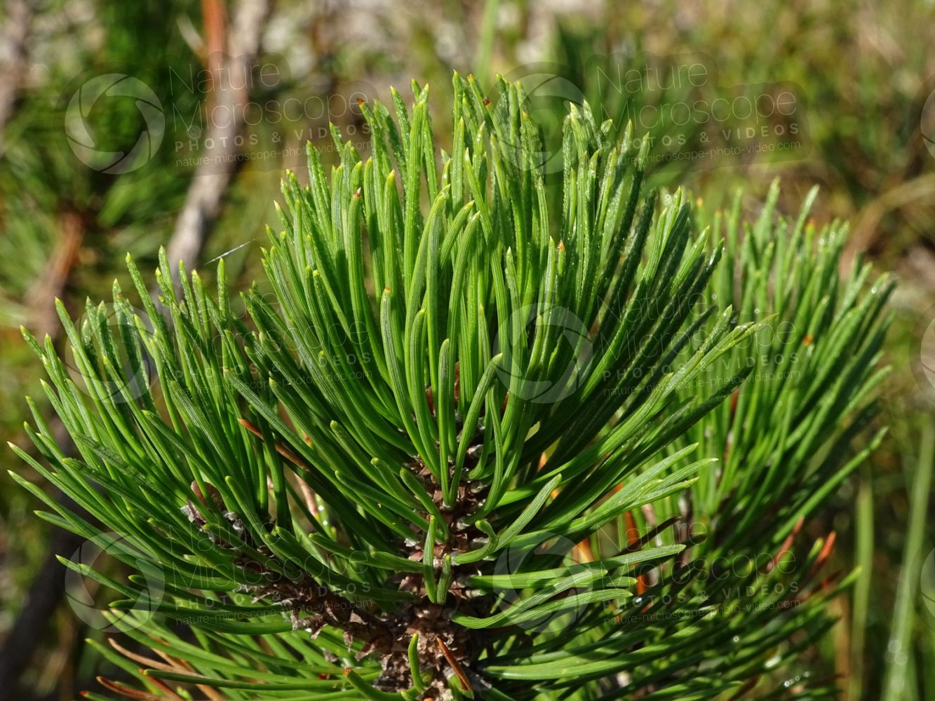 Swiss Mountain Pine Swiss Mountain Pine