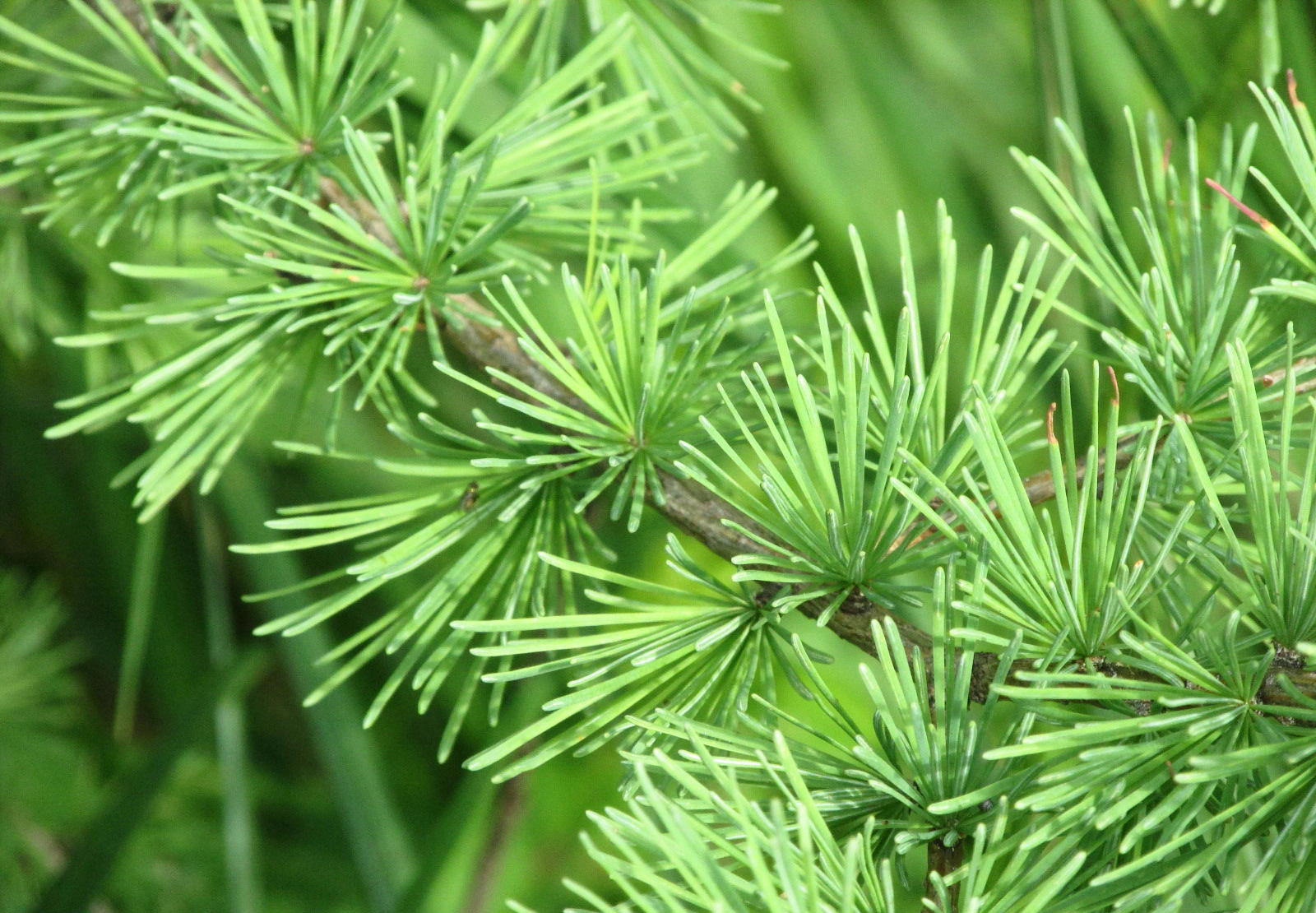Tamarack or American Larch Tamarack or American Larch