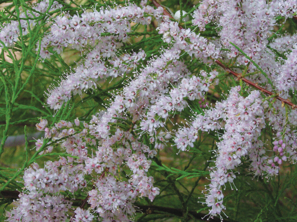 Tamarisk Tamarisk