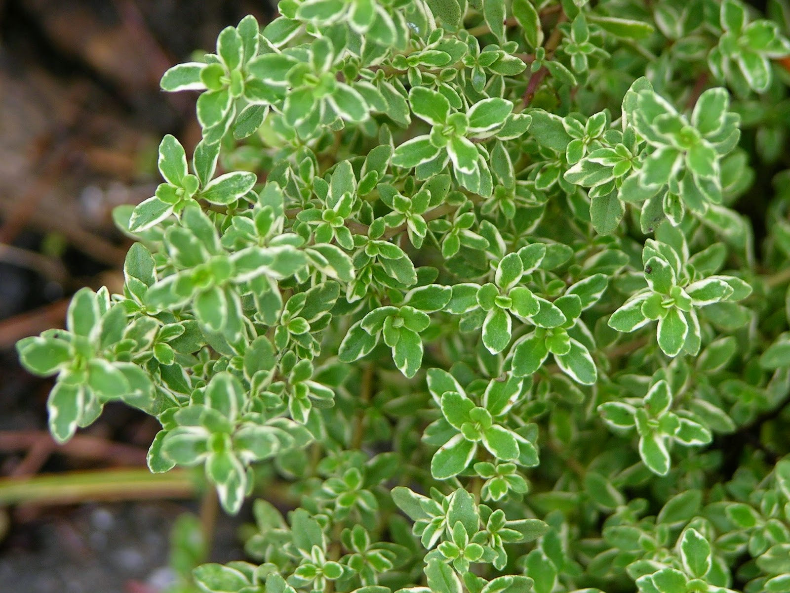 Thyme Thyme