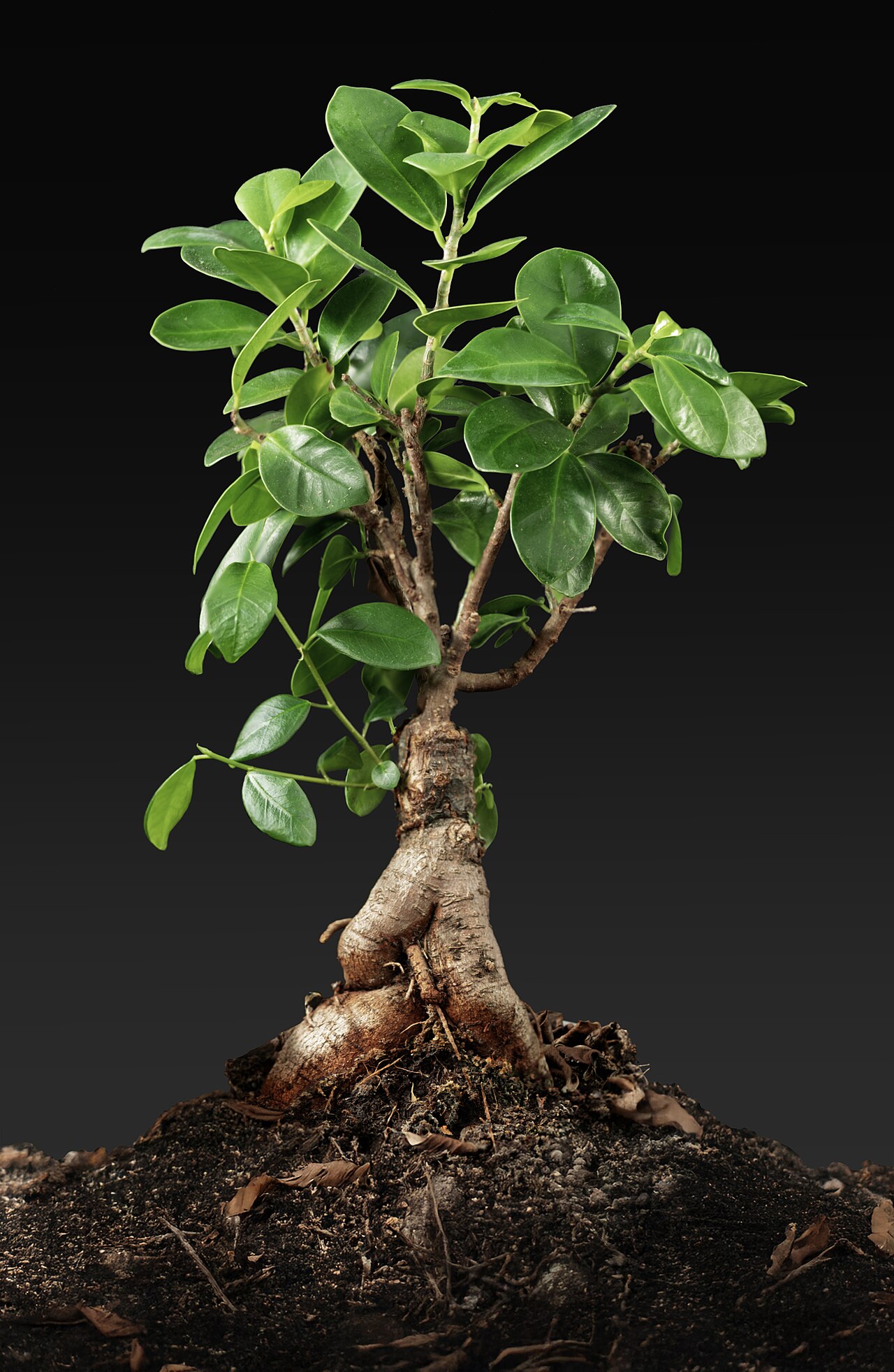 Tiger Bark Fig