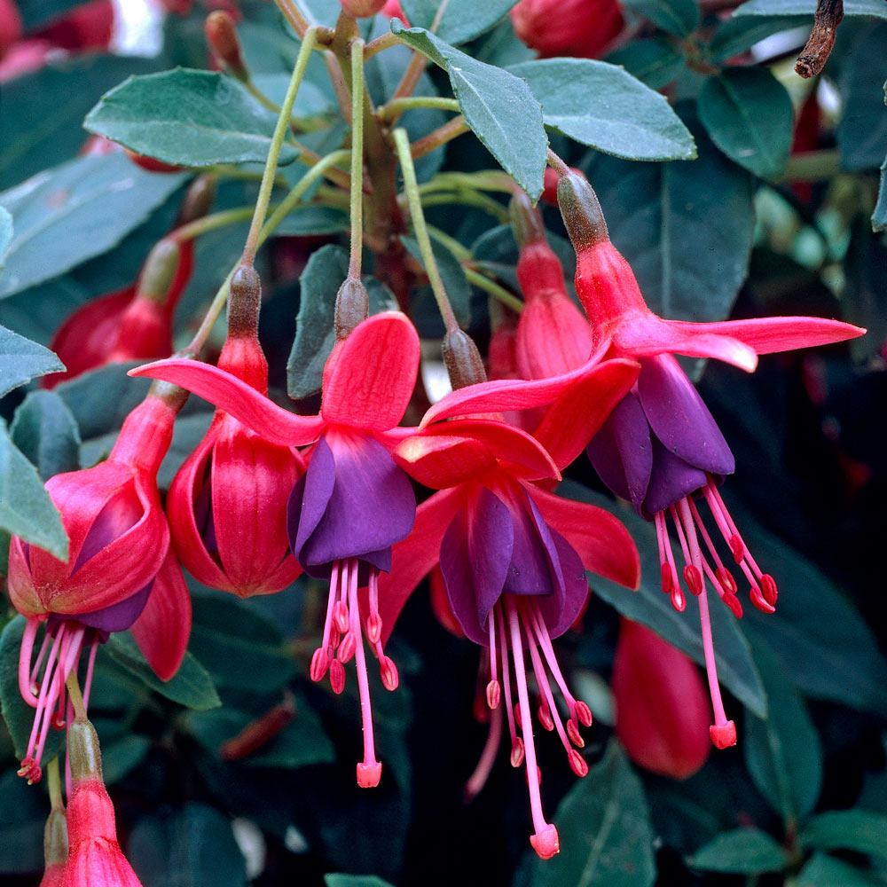 Tom Thumb Fuchsia Tom Thumb Fuchsia