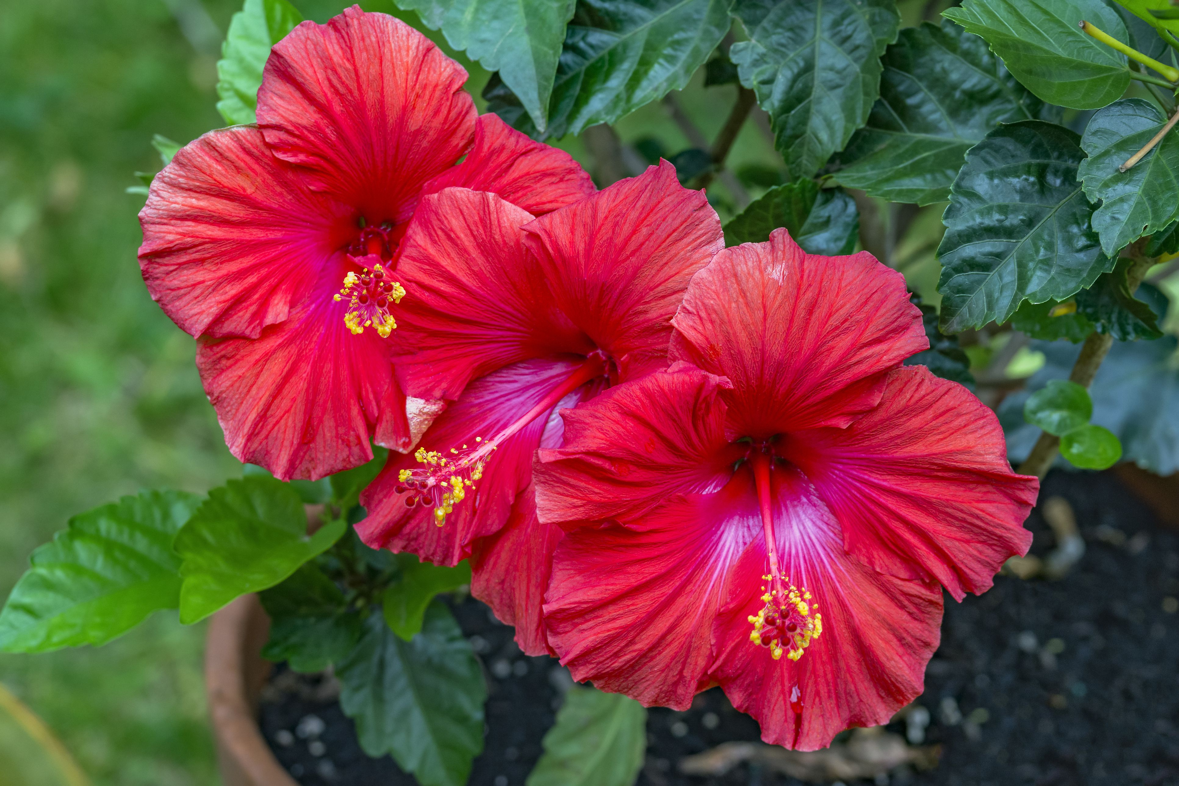 Tropical Hibiscus Tropical Hibiscus