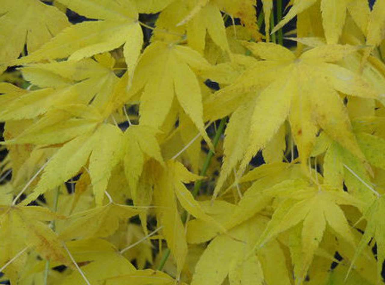Ukon Maple Ukon Maple