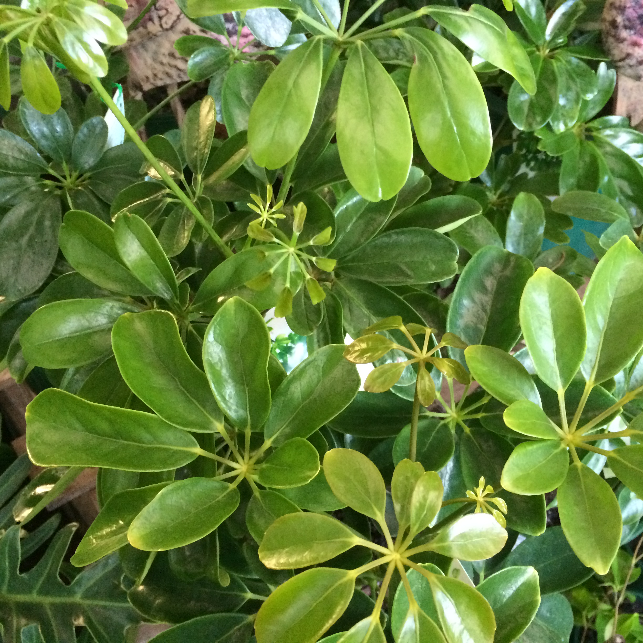 Umbrella Tree Umbrella Tree