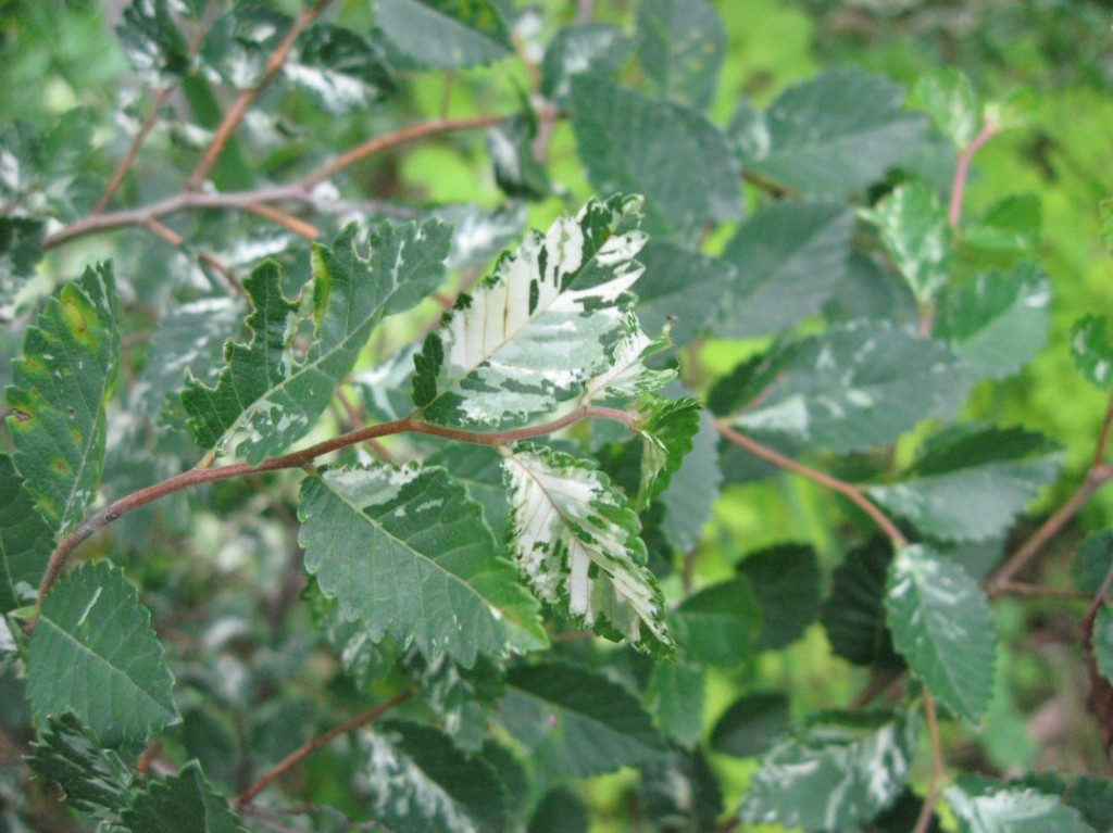 Variegated Chinese Elm Variegated Chinese Elm