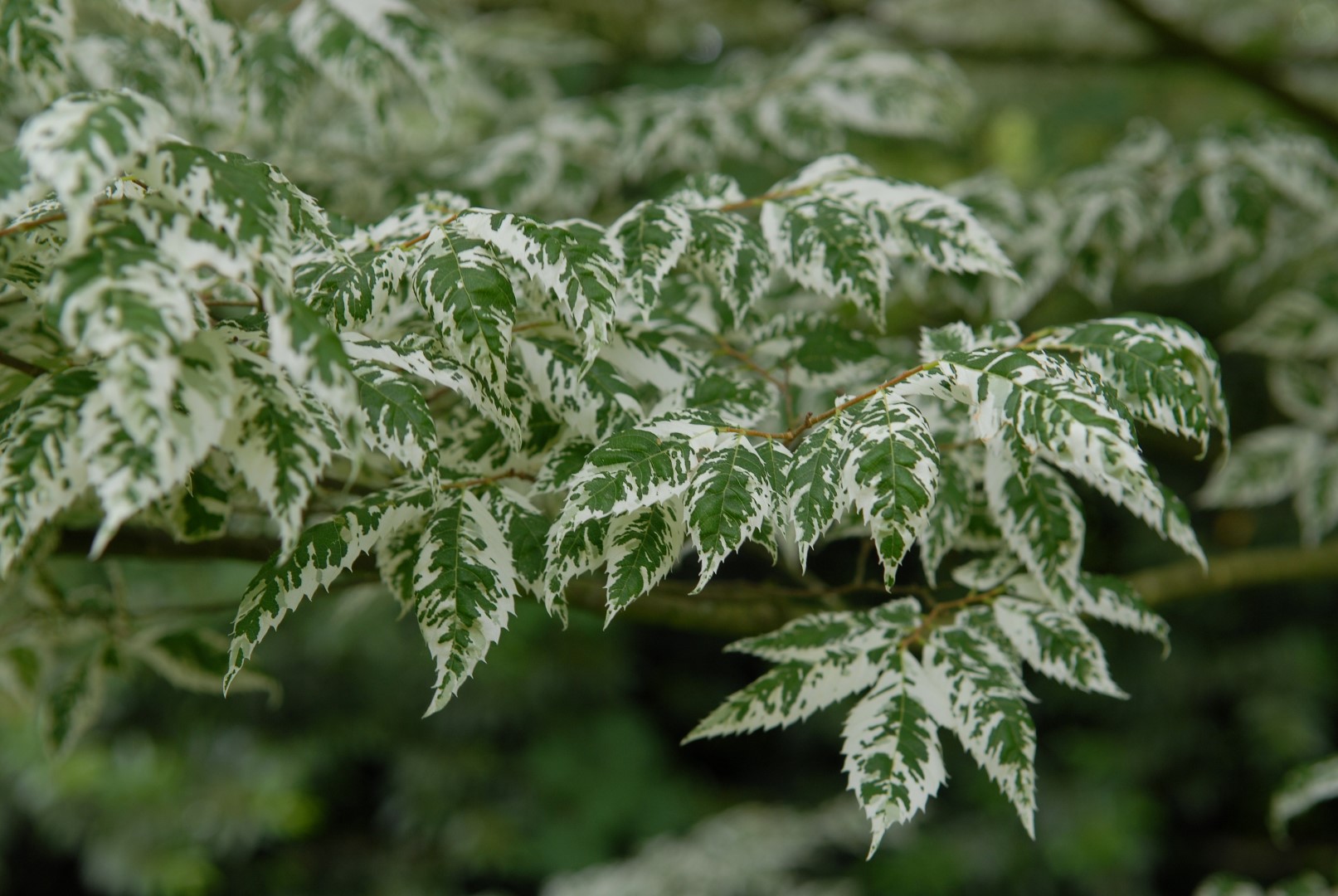 Variegated Dwarf Zelkova Variegated Dwarf Zelkova