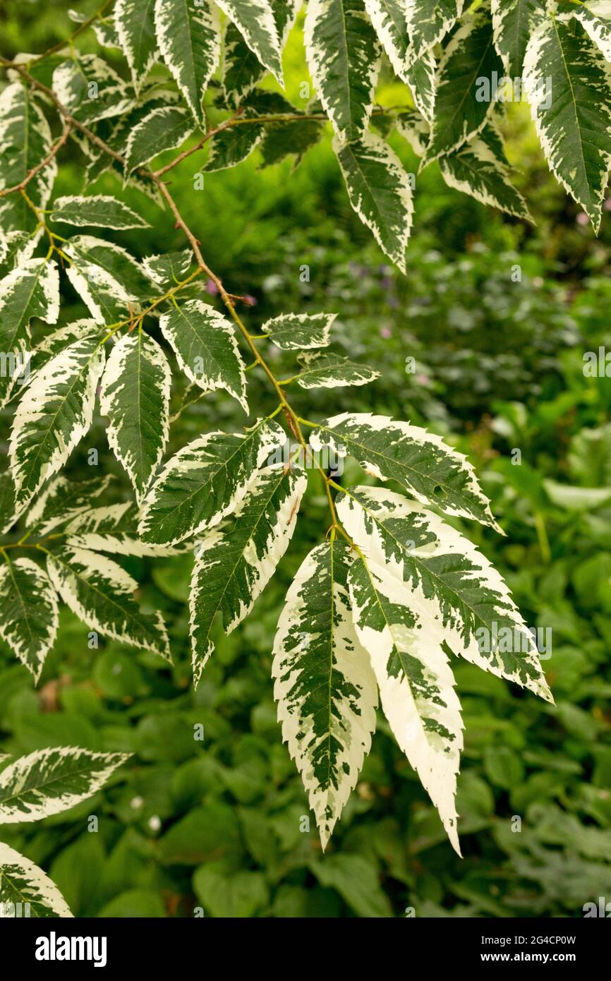 Variegated Japanese Gray-barked Elm Variegated Japanese Gray-barked Elm
