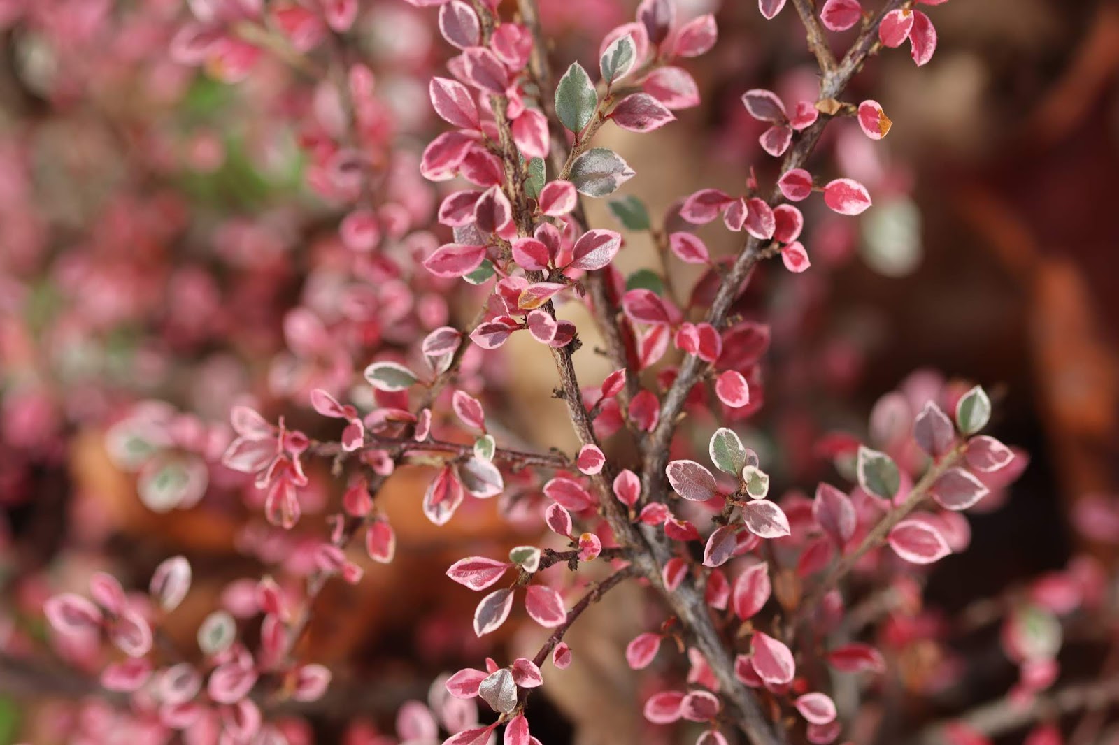 Variegated Rockspray Variegated Rockspray