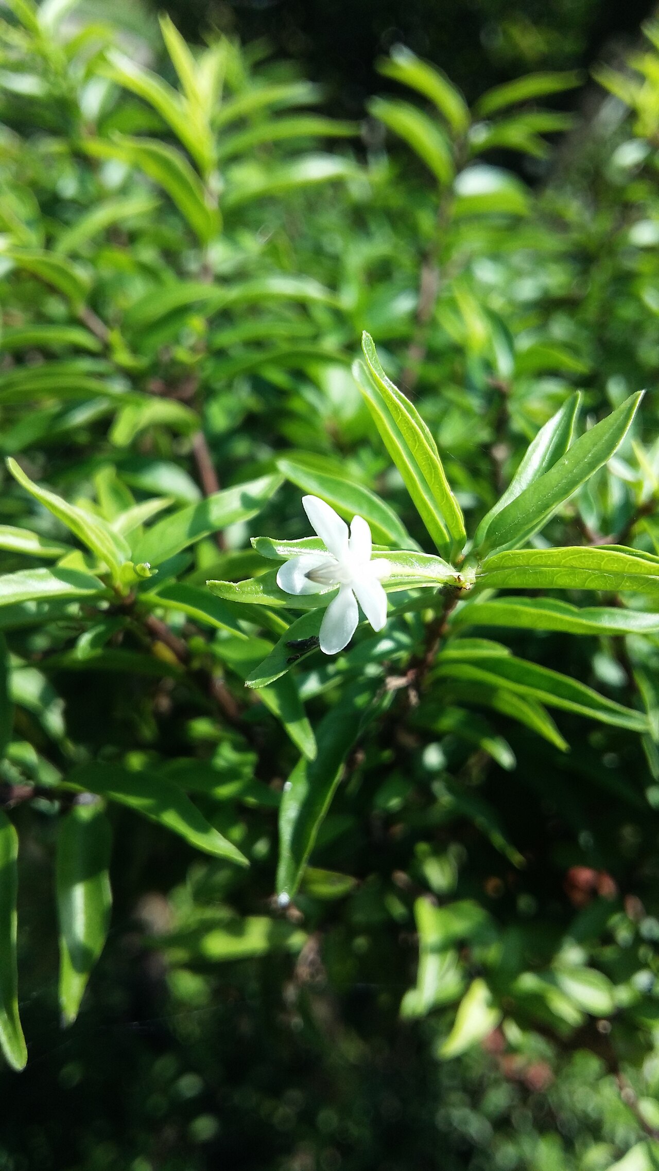 Water Jasmine