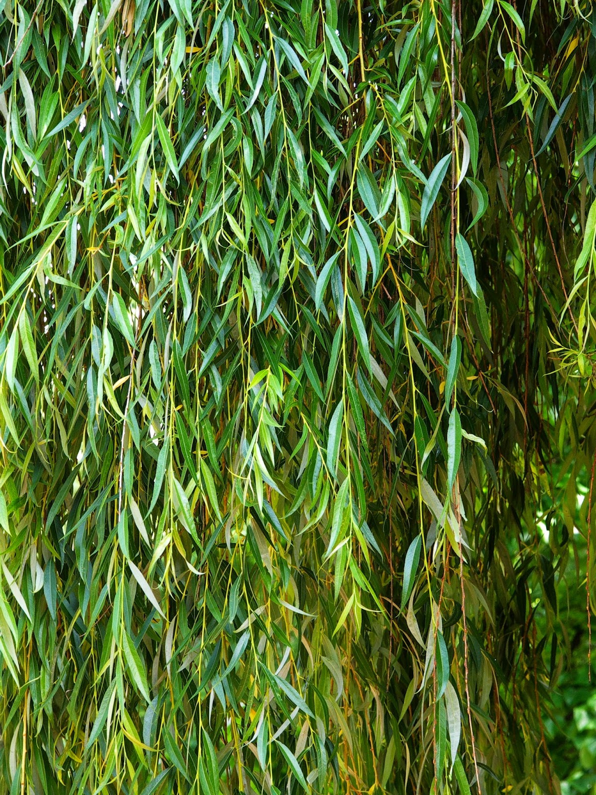 Weeping Willow Weeping Willow
