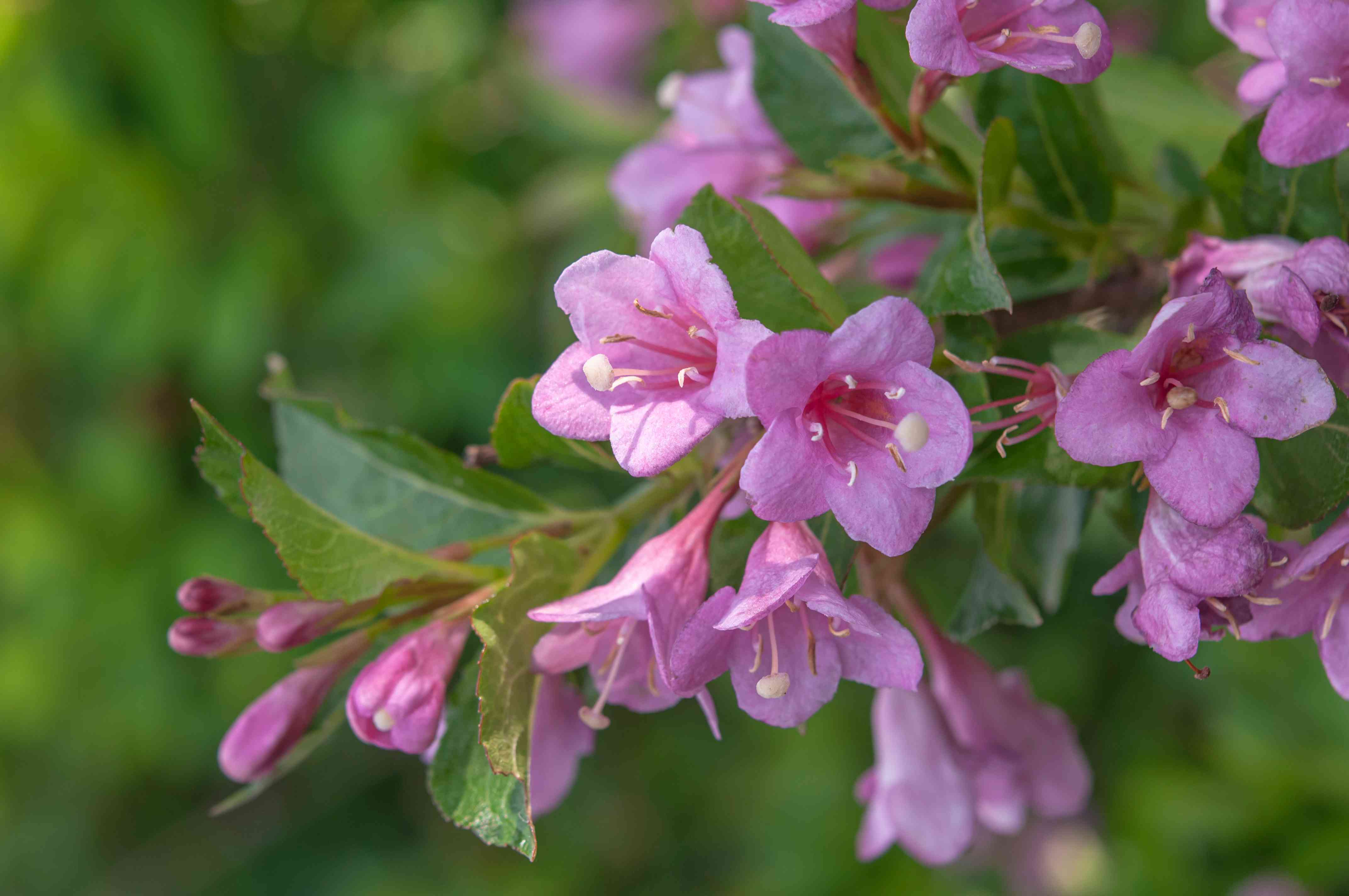 Weigela Weigela