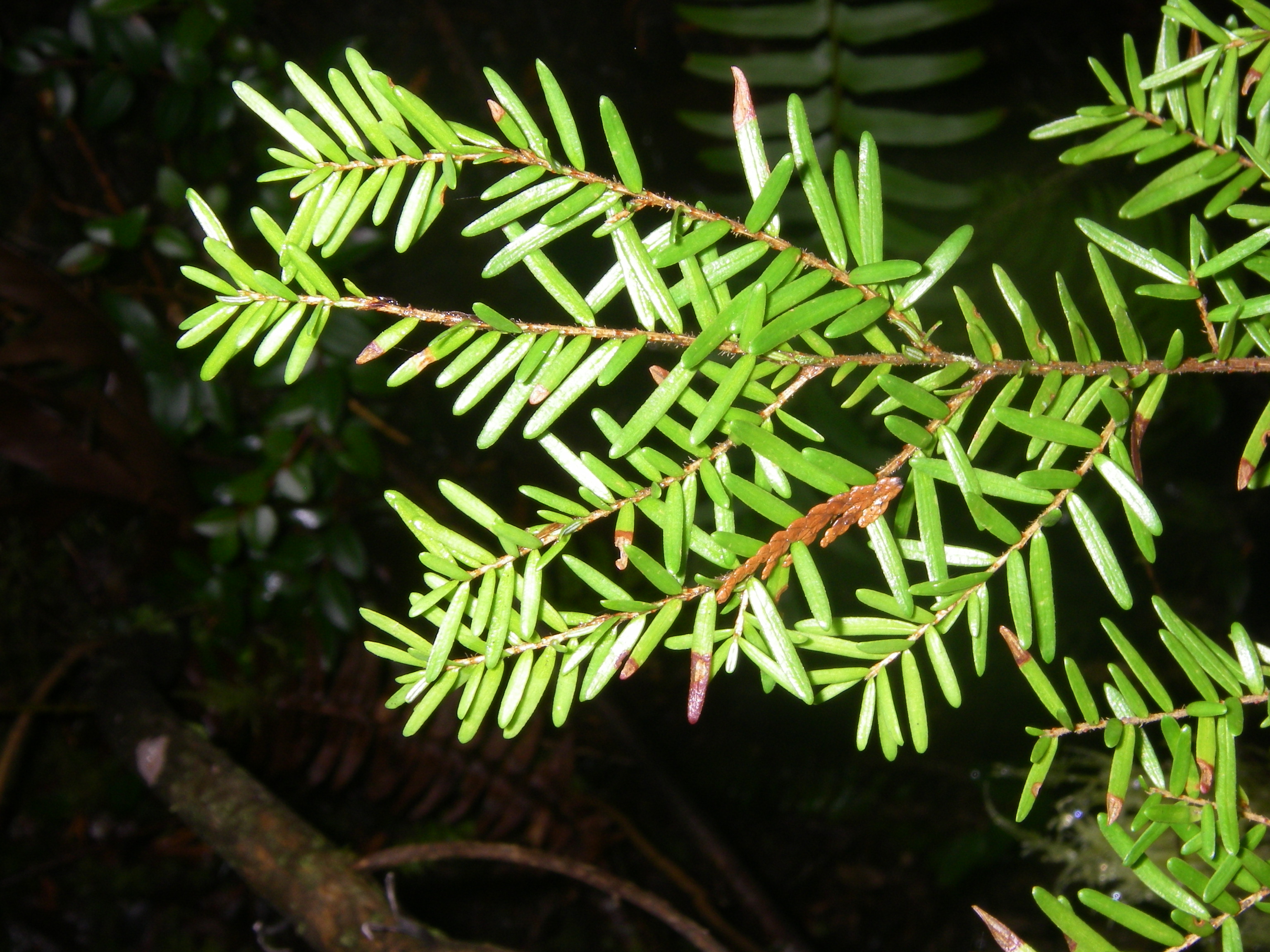 Western Hemlock Western Hemlock