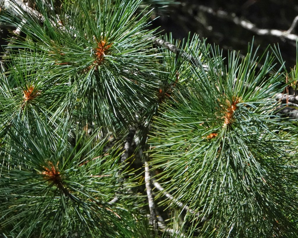 Western White Pine Western White Pine