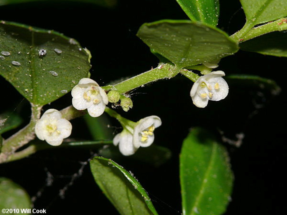 White-berried Japanese Deciduous Holly White-berried Japanese Deciduous Holly