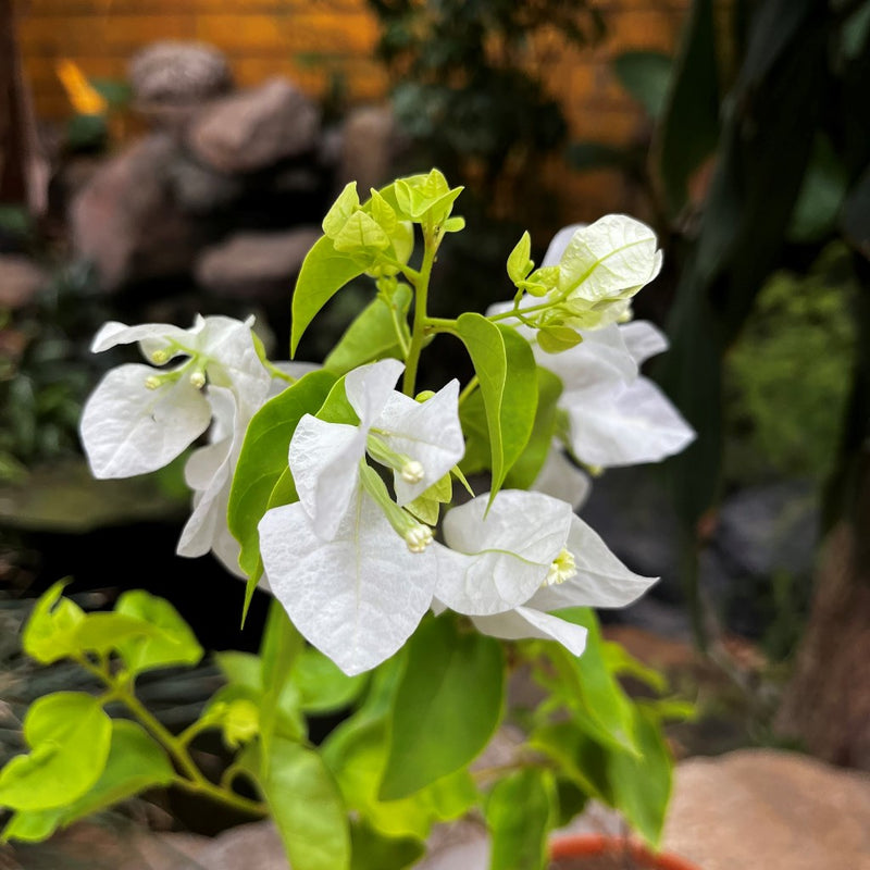 White Bougainvillea White Bougainvillea