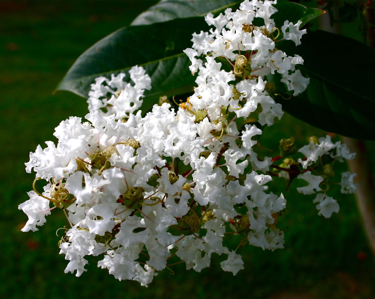White Crape Myrtle White Crape Myrtle