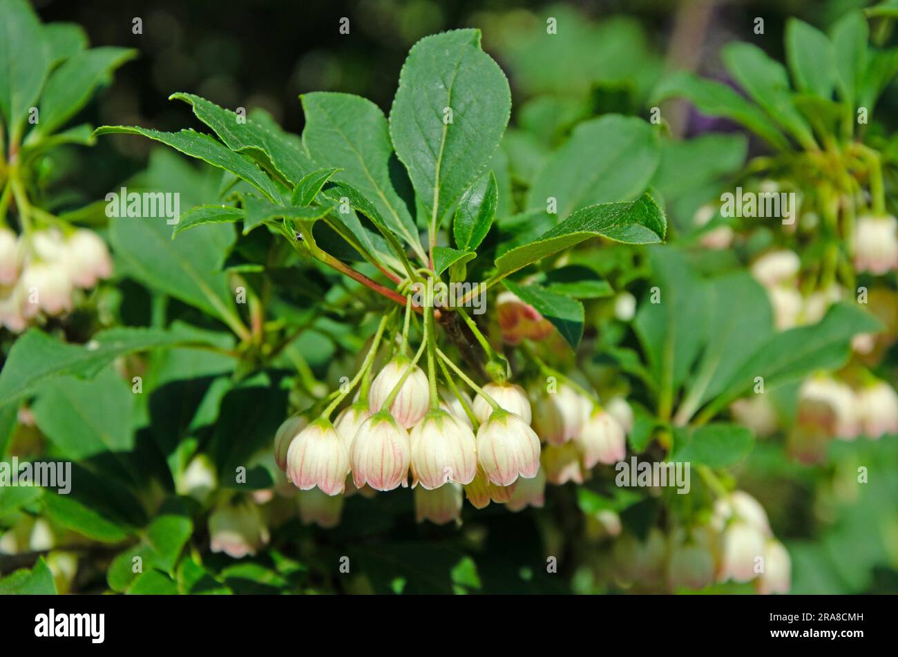 White Enkianthus White Enkianthus