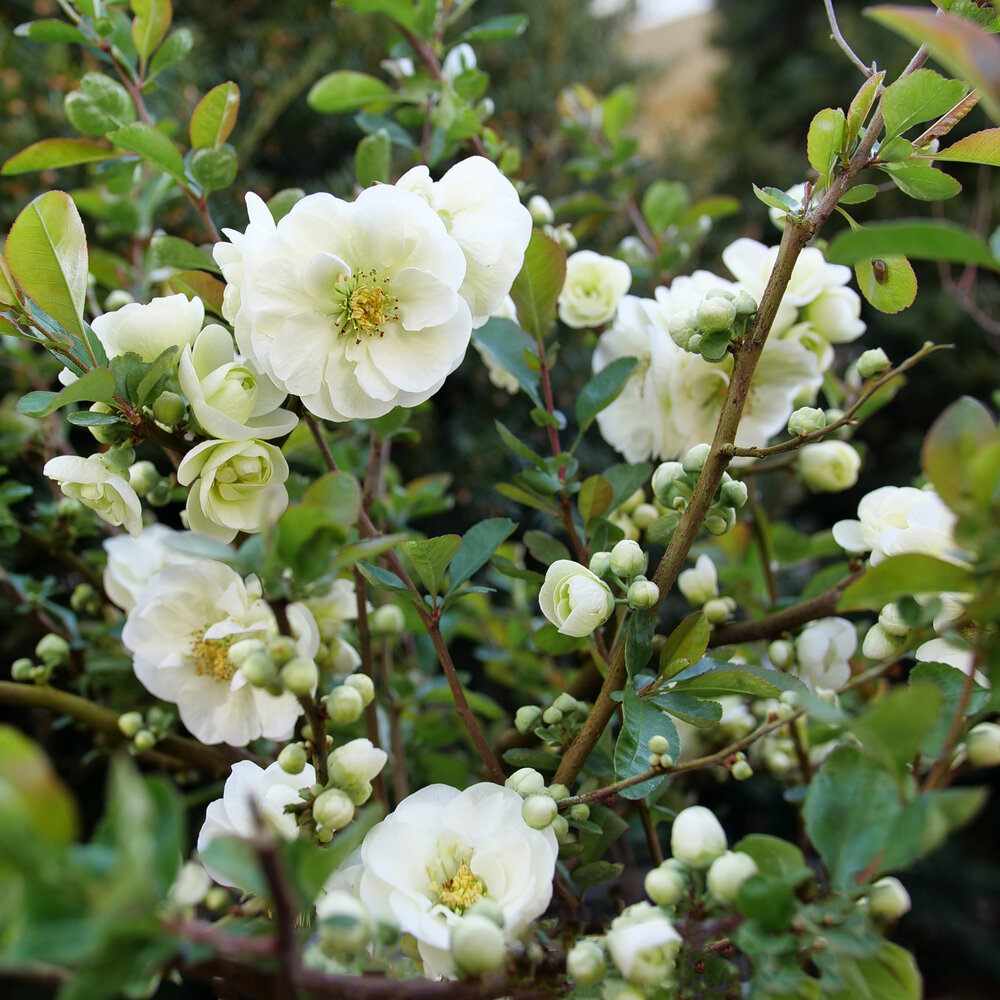 White Flowering Quince White Flowering Quince