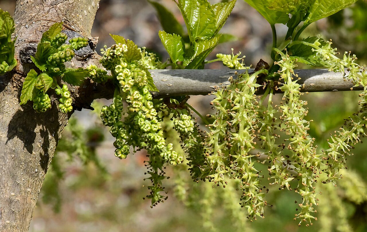 White Mulberry