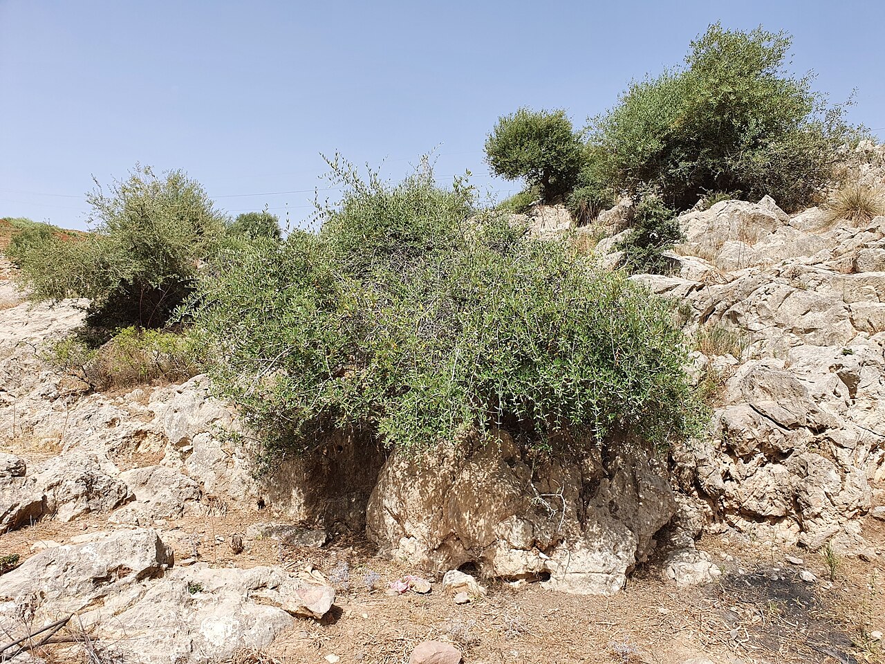 Wild Olive